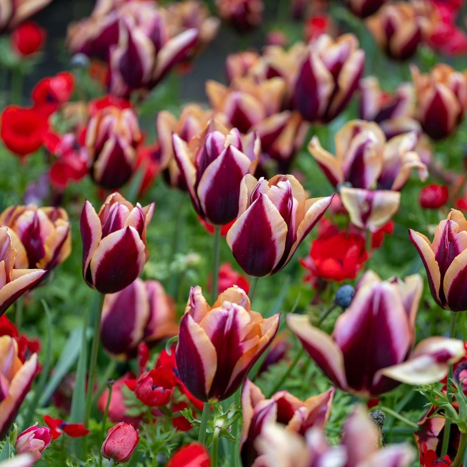 Tulip 'Slawa'